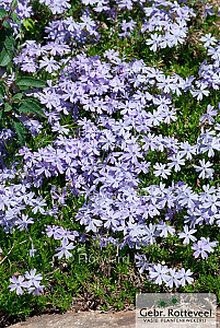 Phlox (S) 'Emerald Cushion Blue'