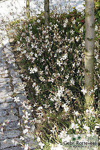 Gaura lindheimeri