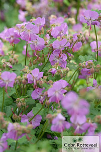 Geranium cant. 'Cambridge'