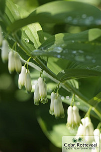 Polygonatum multiflorum