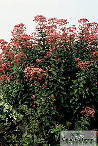 Eupatorium mac. 'Atropurpureum'