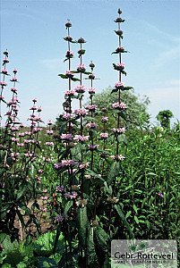 Phlomis tuberosa 'Amazone'