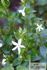 Vinca minor 'Alba'