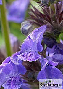 Nepeta Neptune