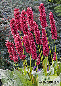 Persicaria amplex. 'Fat Domino'