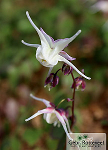 Epimedium grand. 'White Queen'