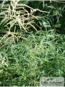 Aruncus dioicus 'Kneiffii'