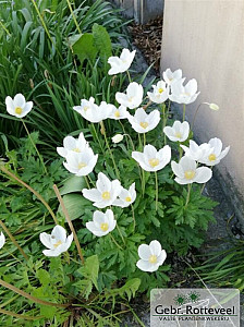 Anemone sylvestris