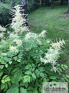 Aruncus dioicus