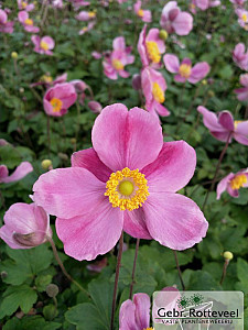 Anemone hup. 'Splendens'