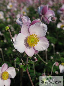 Anemone tom. 'Robustissima'