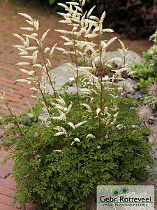 Aruncus aethusifolius