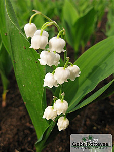 Convallaria majalis