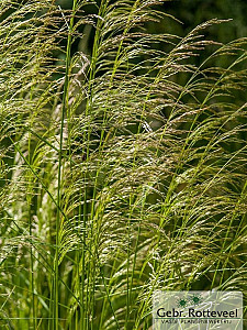 Deschampsia cespitosa