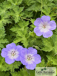 Geranium 'Azure Rush'