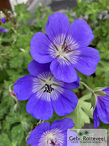 Geranium Rozanne