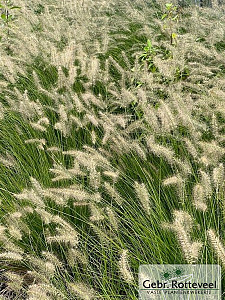 Pennisetum alopecuroides