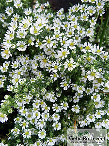 Aster ericoides 'Snowflurry'