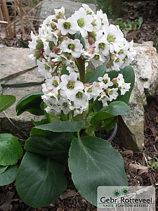 Bergenia 'Bressingham White'