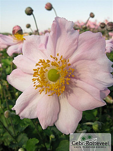 Anemone hyb. 'Königin Charlotte'