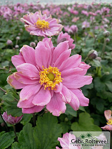 Anemone hyb. 'Pamina'