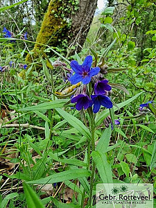 Buglossoides purpurocaerulea