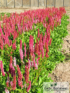 Persicaria aff. 'Darjeeling Red'