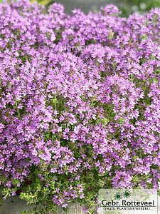 Thymus praecox 'Pseudolanuginosus'