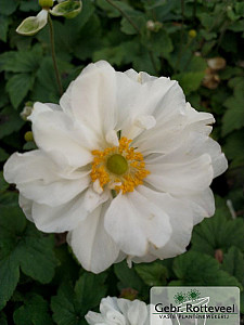 Anemone hyb. 'Whirlwind'