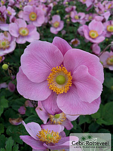 Anemone hup. 'Praecox'