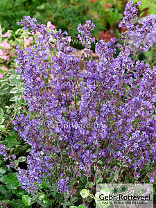 Nepeta  'Kit Cat'