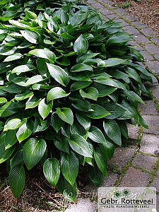 Hosta 'Devon Green'