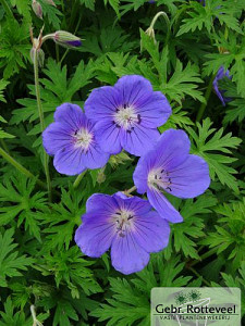 Geranium 'Orion'