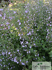 Calamintha n. 'Blue Cloud'