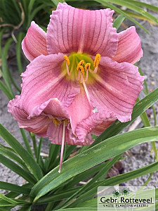 Hemerocallis EveryDayLily Mini Purple