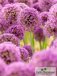 Allium 'Gladiator'