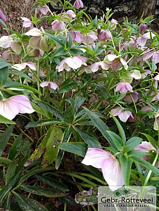 Helleborus orientalis