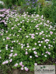 Geranium Dreamland