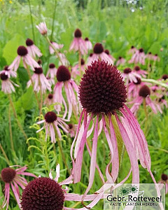 Echinacea pallida