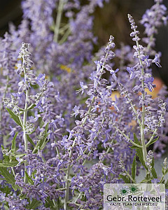 Perovskia atriplicifolia 'Lacey Blue'