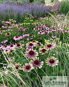 Echinacea purp. 'Green Twister'