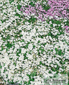 Phlox (S) 'White Delight'