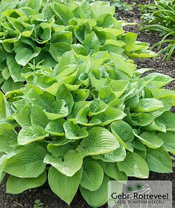 Hosta 'August Moon'