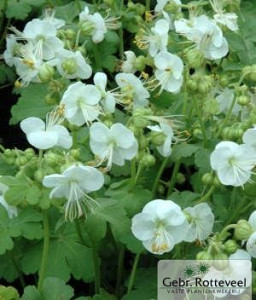 Geranium macr. 'White Ness'