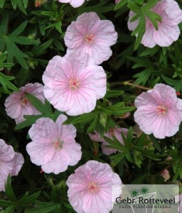 Geranium sang. 'Apfelblute'