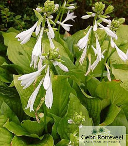 Hosta 'Royal Standard'