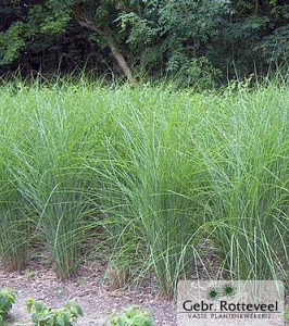 Miscanthus sin. 'Gracillimus'