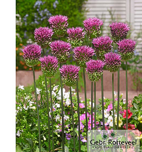 Allium sphaerocephalon