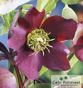 Helleborus or. Red Hybrids