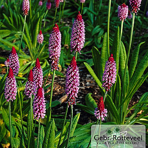 Primula vialii